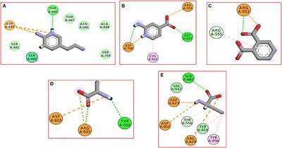 Identification of a New Potential SARS-COV-2 RNA-Dependent RNA Polymerase Inhibitor via Combining Fragment-Based Drug Design, Docking, Molecular Dynamics, and MM-PBSA Calculations